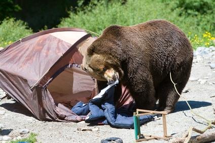 bear_camp.jpg